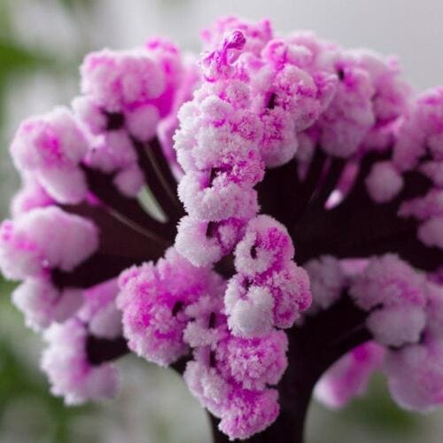 Magic Cherry Blossom Tree – Best Anniversary Gift, Romantic Decor & Good Anniversary Gifts
